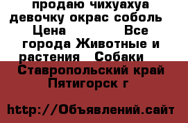 продаю чихуахуа девочку,окрас соболь › Цена ­ 25 000 - Все города Животные и растения » Собаки   . Ставропольский край,Пятигорск г.